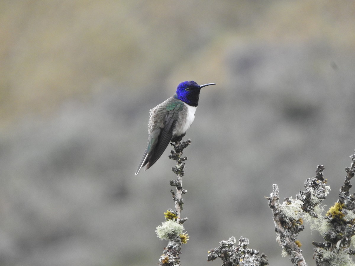 Ecuadorian Hillstar - ML646013988