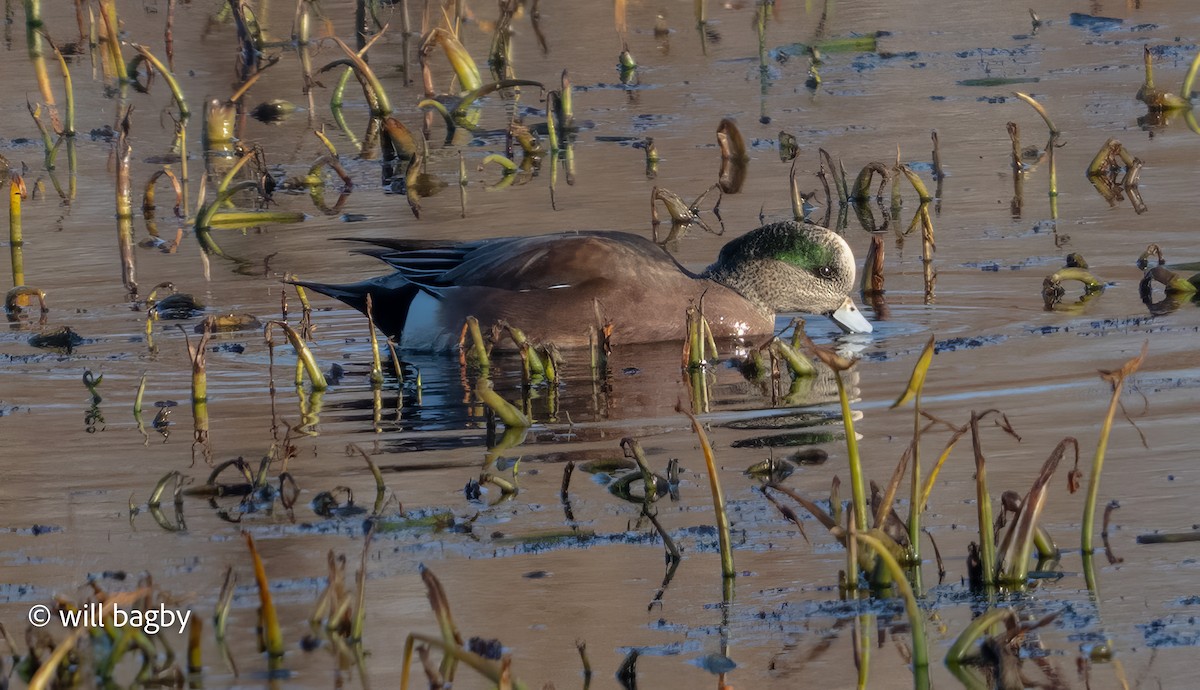 American Wigeon - ML646013992