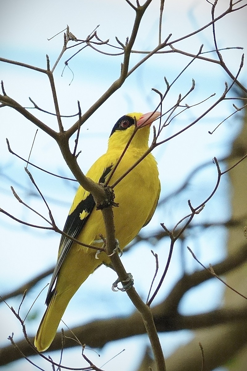 Black-naped Oriole - ML646013993