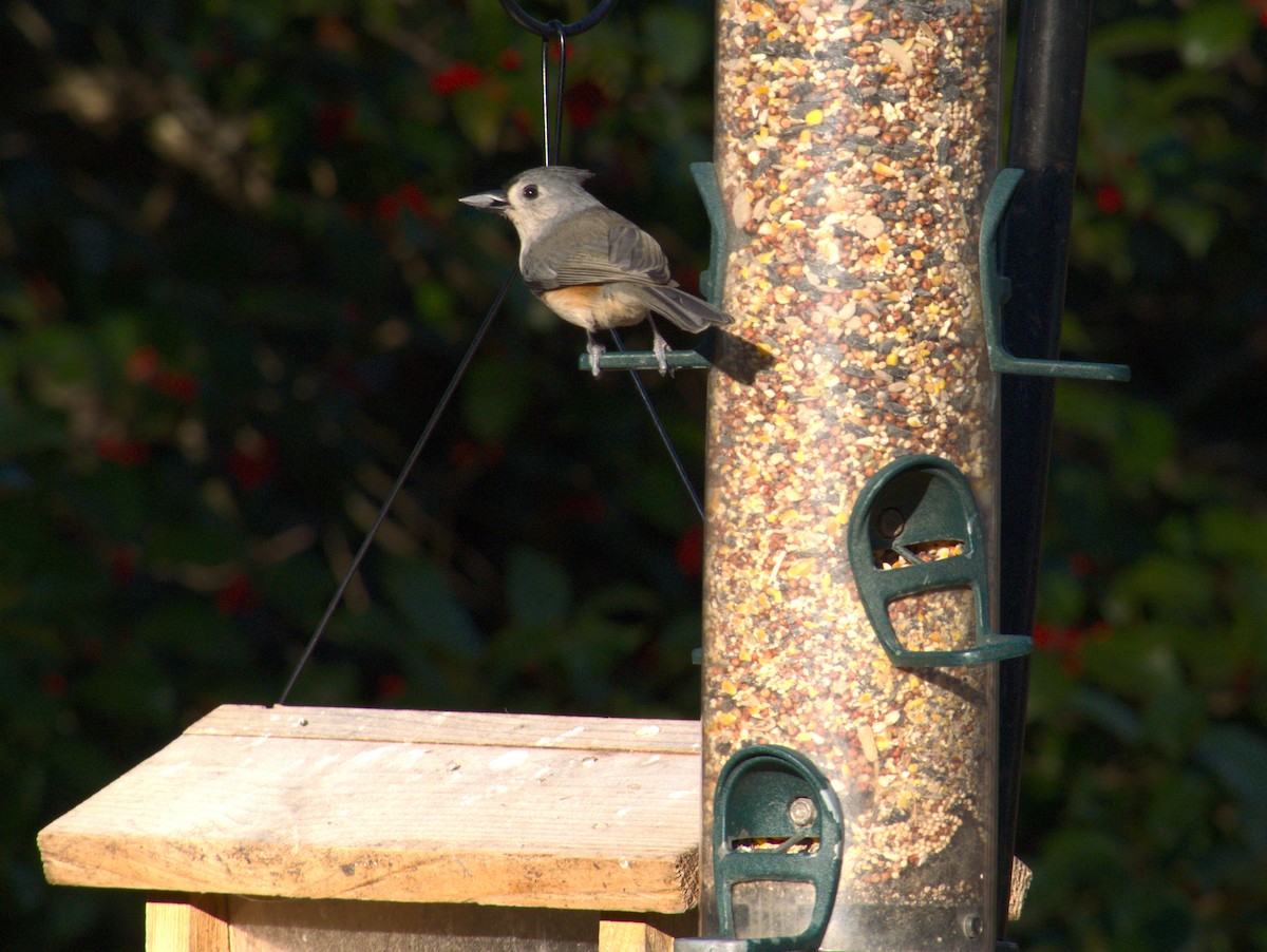 Tufted Titmouse - ML646013994