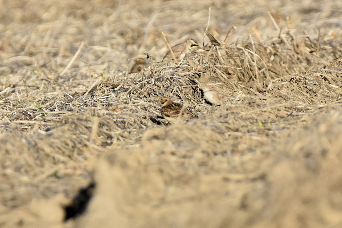 Lapland Longspur - ML646013995