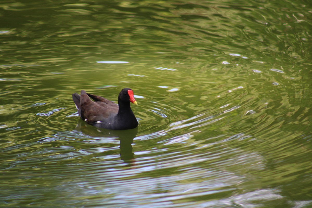 Common Gallinule - ML646013997