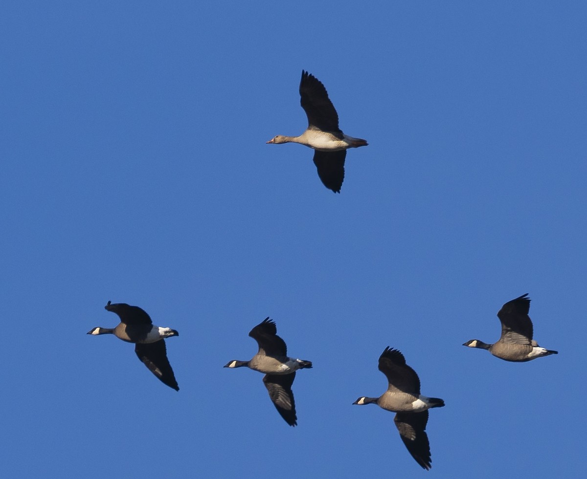 Greater White-fronted Goose - ML646014000