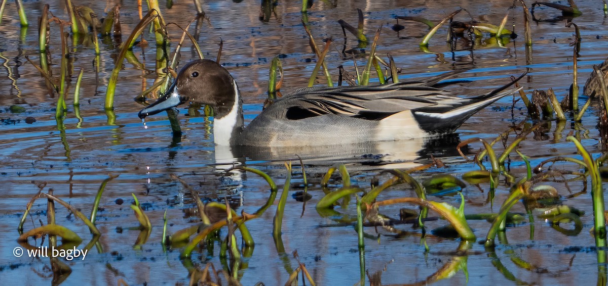 Northern Pintail - ML646014003