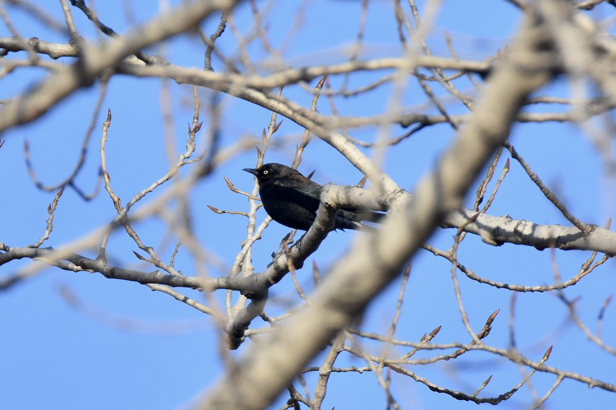 Rusty Blackbird - ML646014004