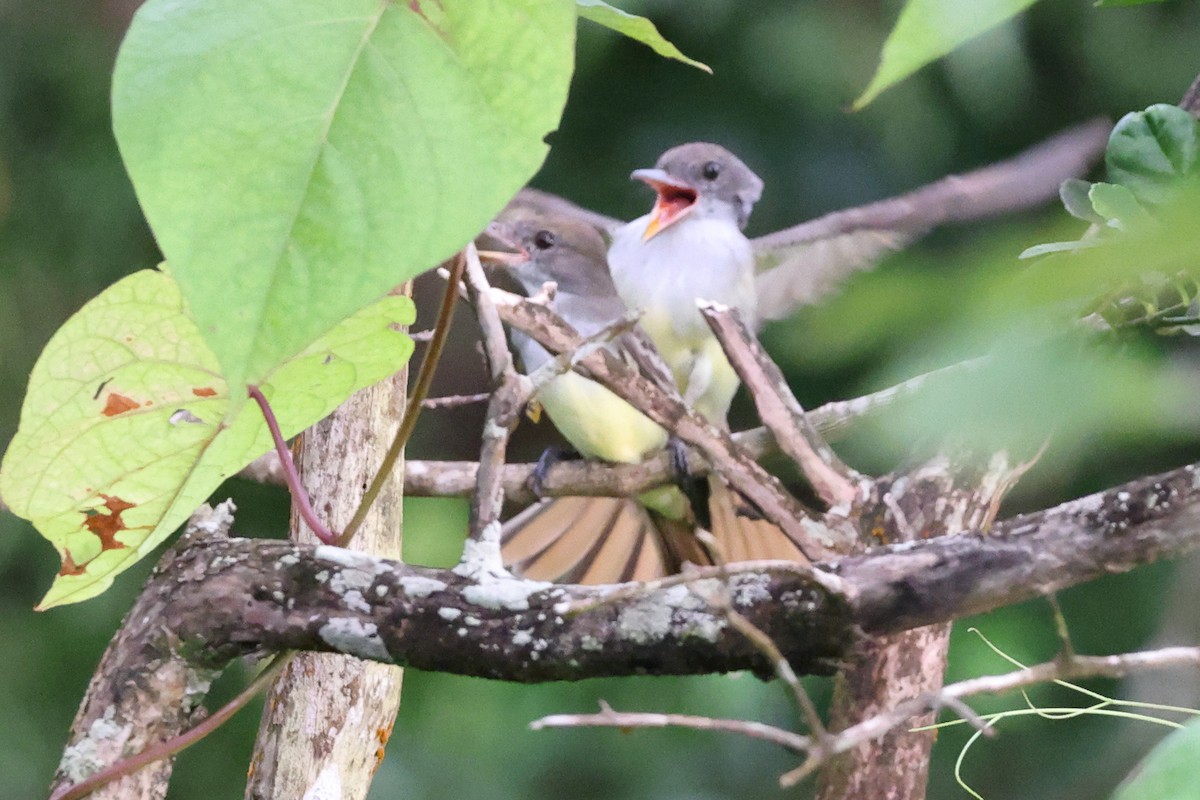 Grenada Flycatcher - ML646014006