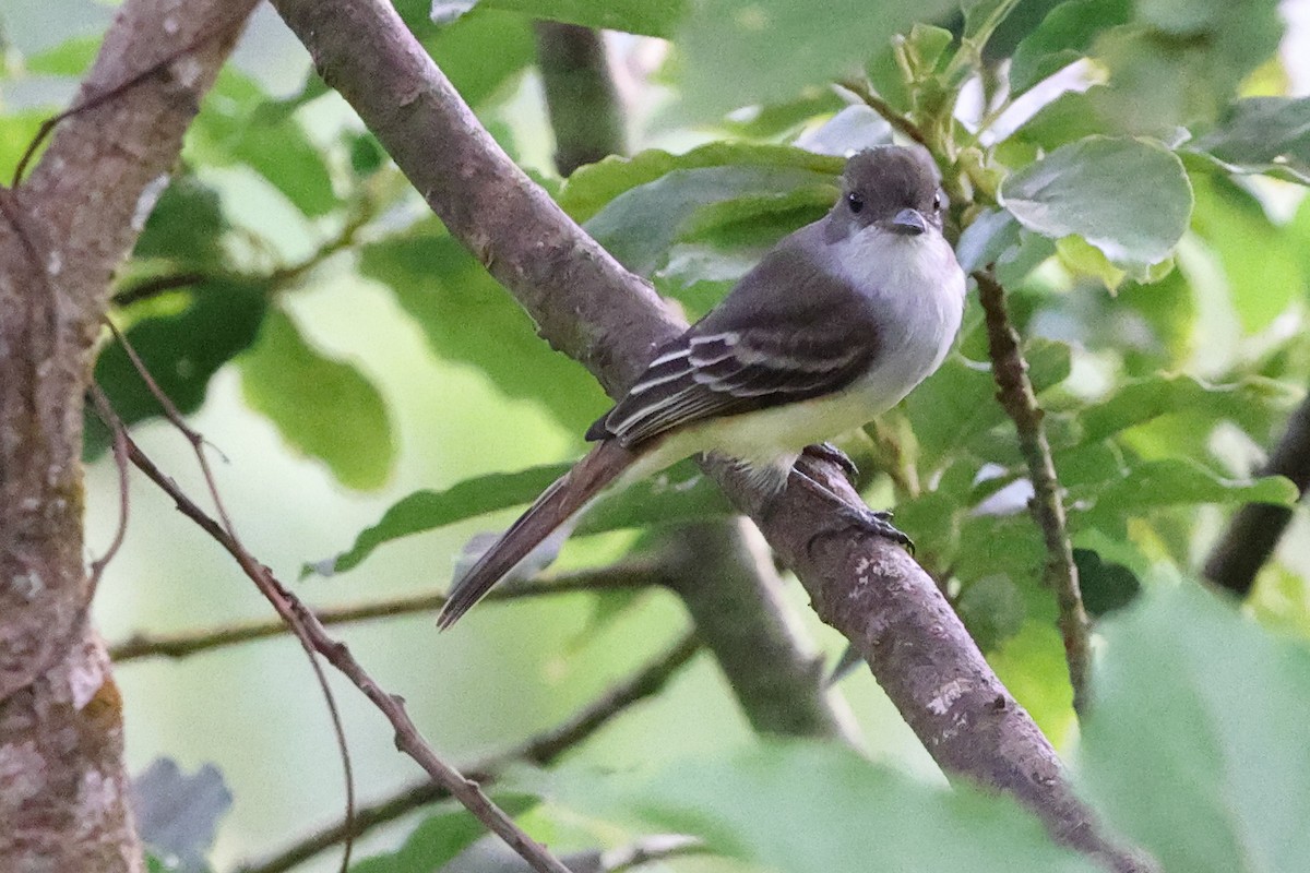 Grenada Flycatcher - ML646014007