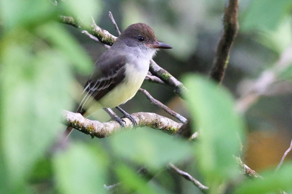 Grenada Flycatcher - ML646014008