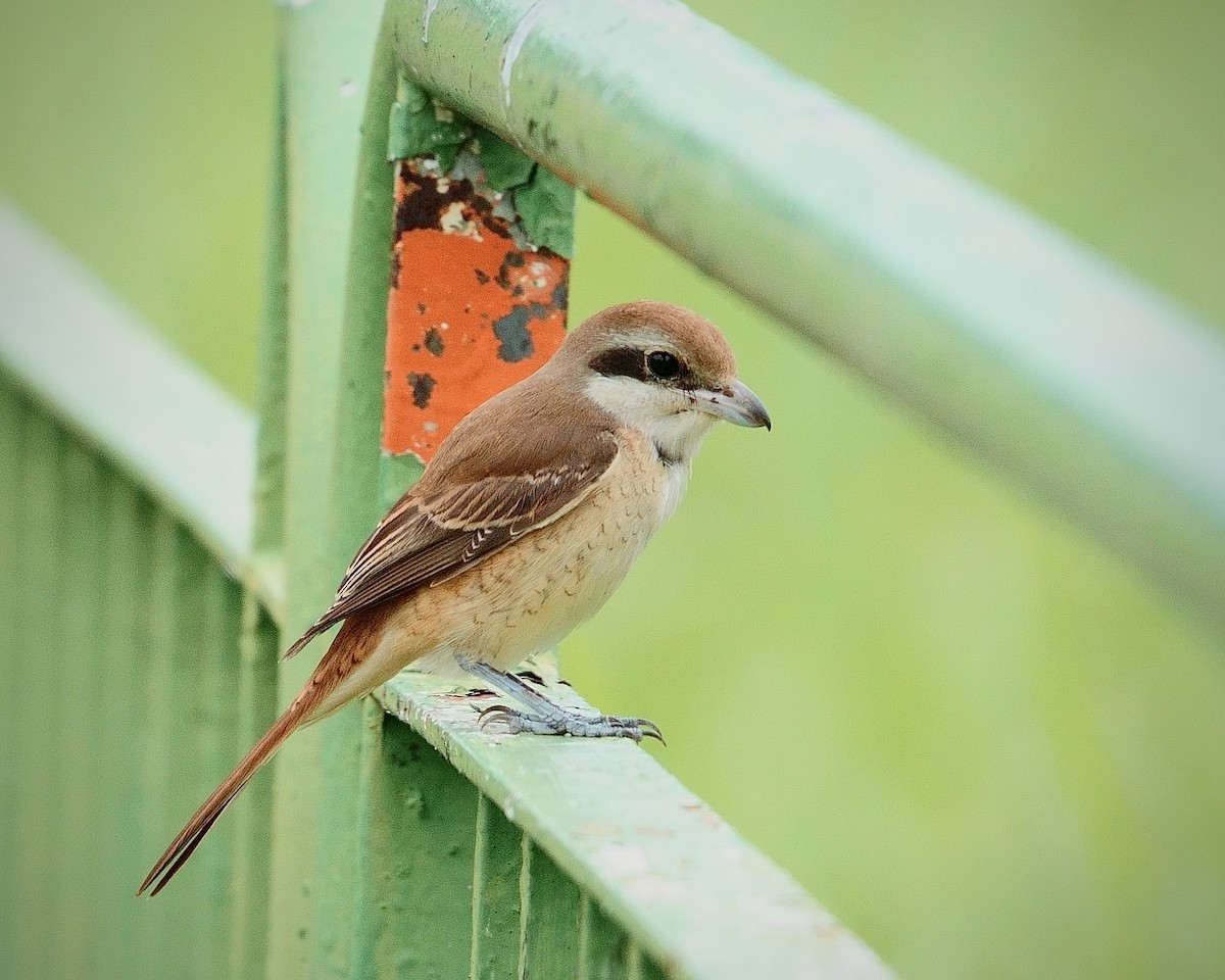 Brown Shrike - ML646014015