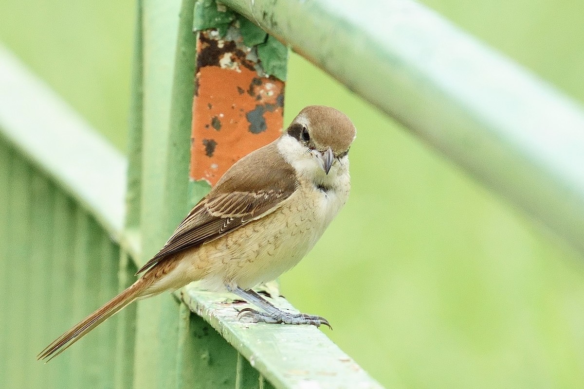 Brown Shrike - ML646014016