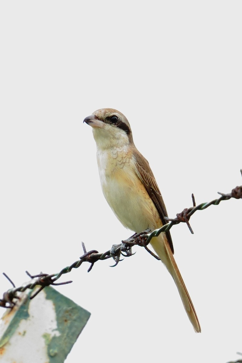 Brown Shrike - ML646014017