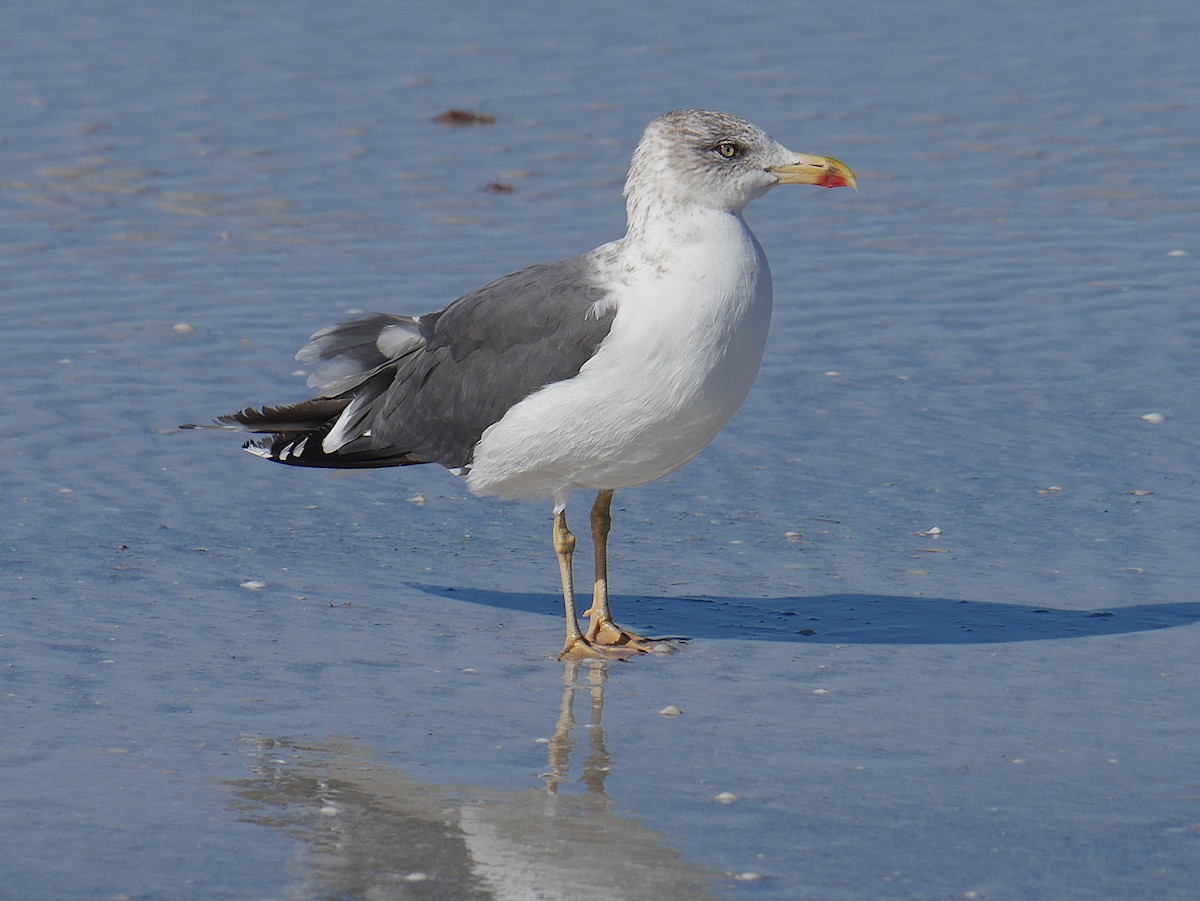 Zafferano - ML646014018