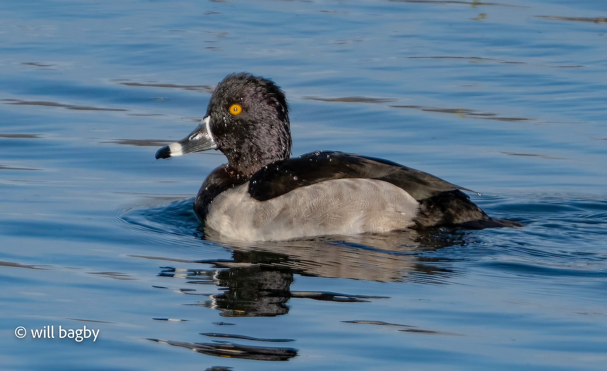 Ring-necked Duck - ML646014019
