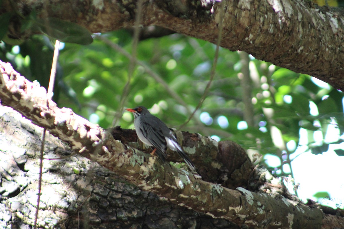 Eastern Red-legged Thrush - ML646014025