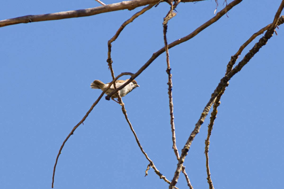 Ağaç Serçesi - ML646014026