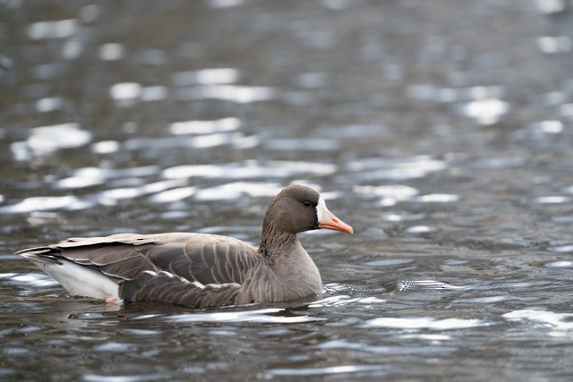 Greater White-fronted Goose - ML646014034