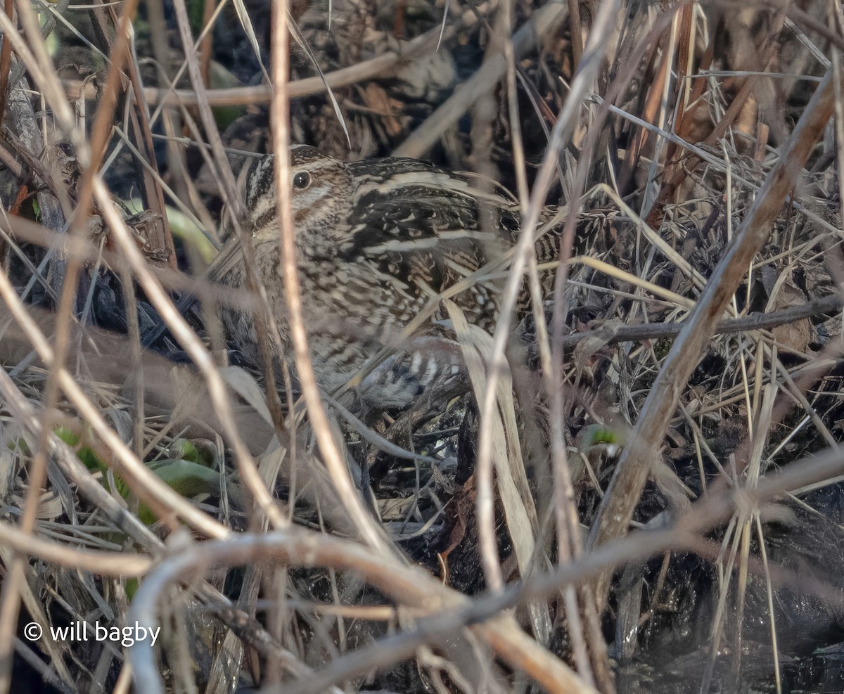Wilson's Snipe - ML646014036