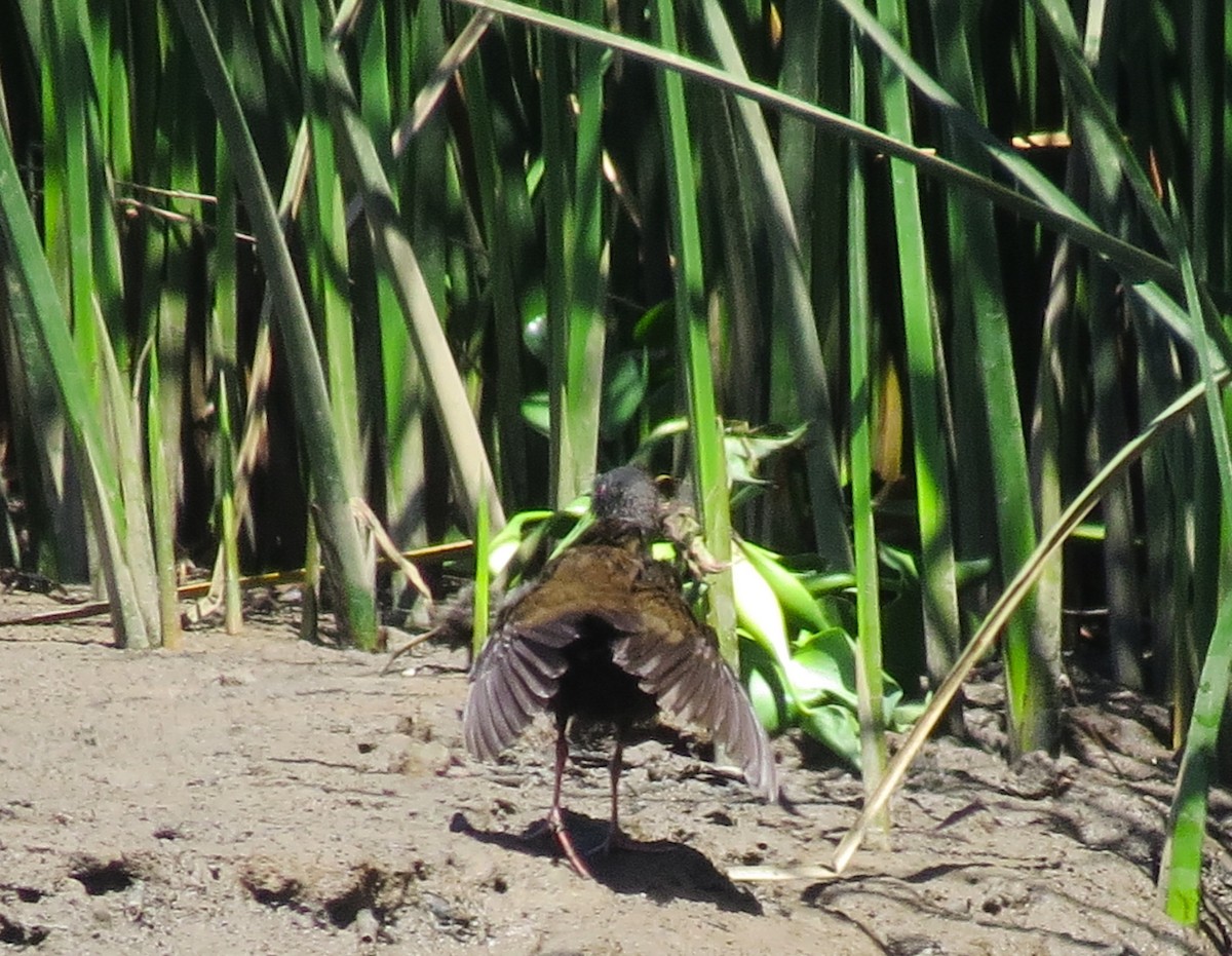 Râle noirâtre - ML646014044