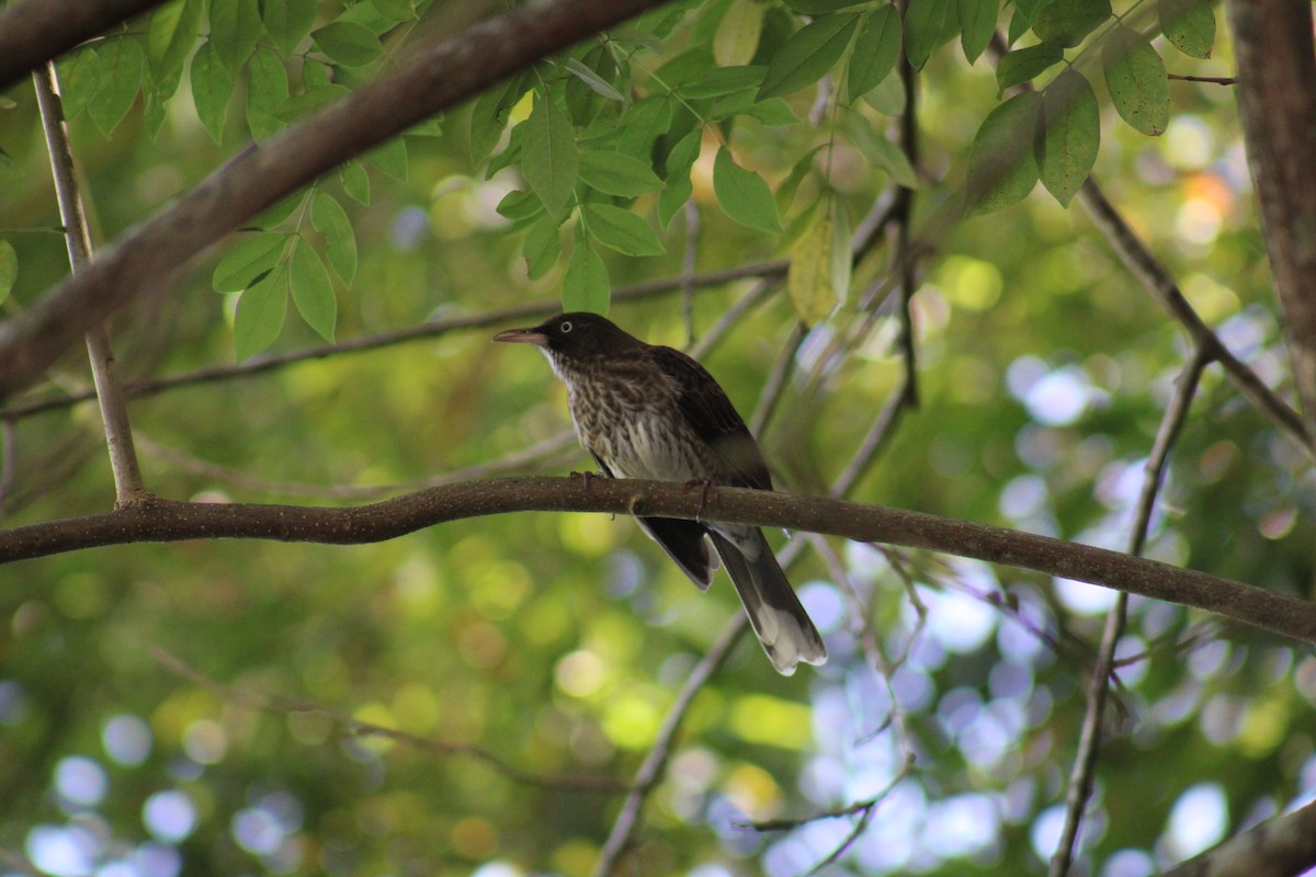 Pearly-eyed Thrasher - ML646014047