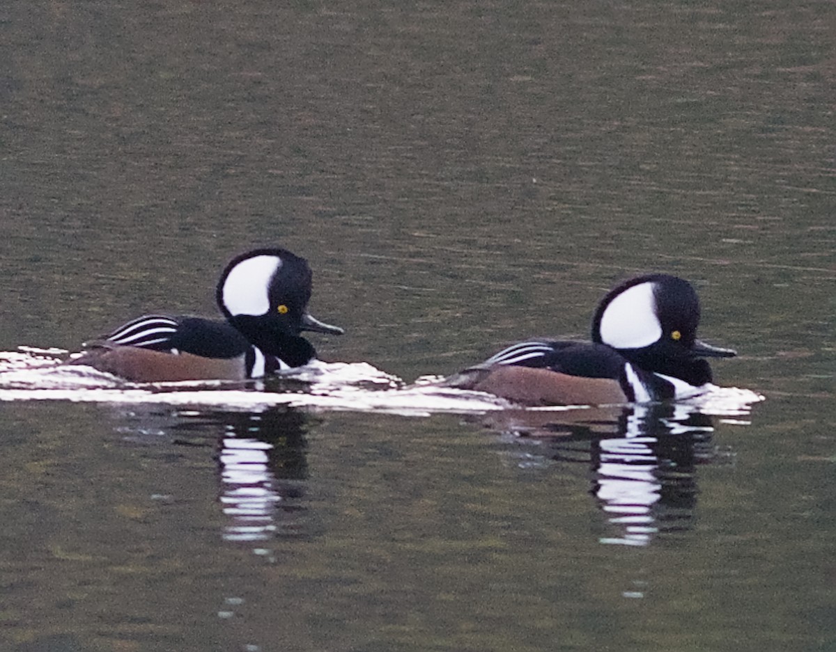 Smergo dal cappuccio - ML646014049