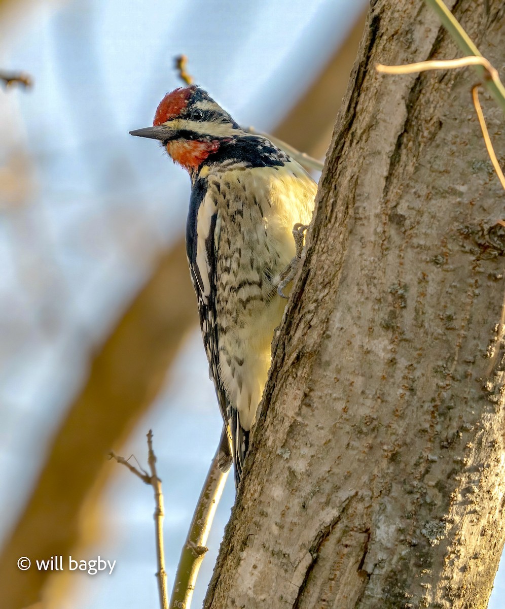 Yellow-bellied Sapsucker - ML646014060