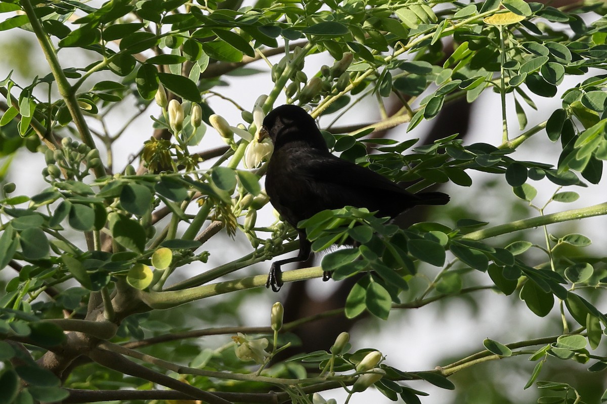 Lesser Antillean Bullfinch - ML646014064