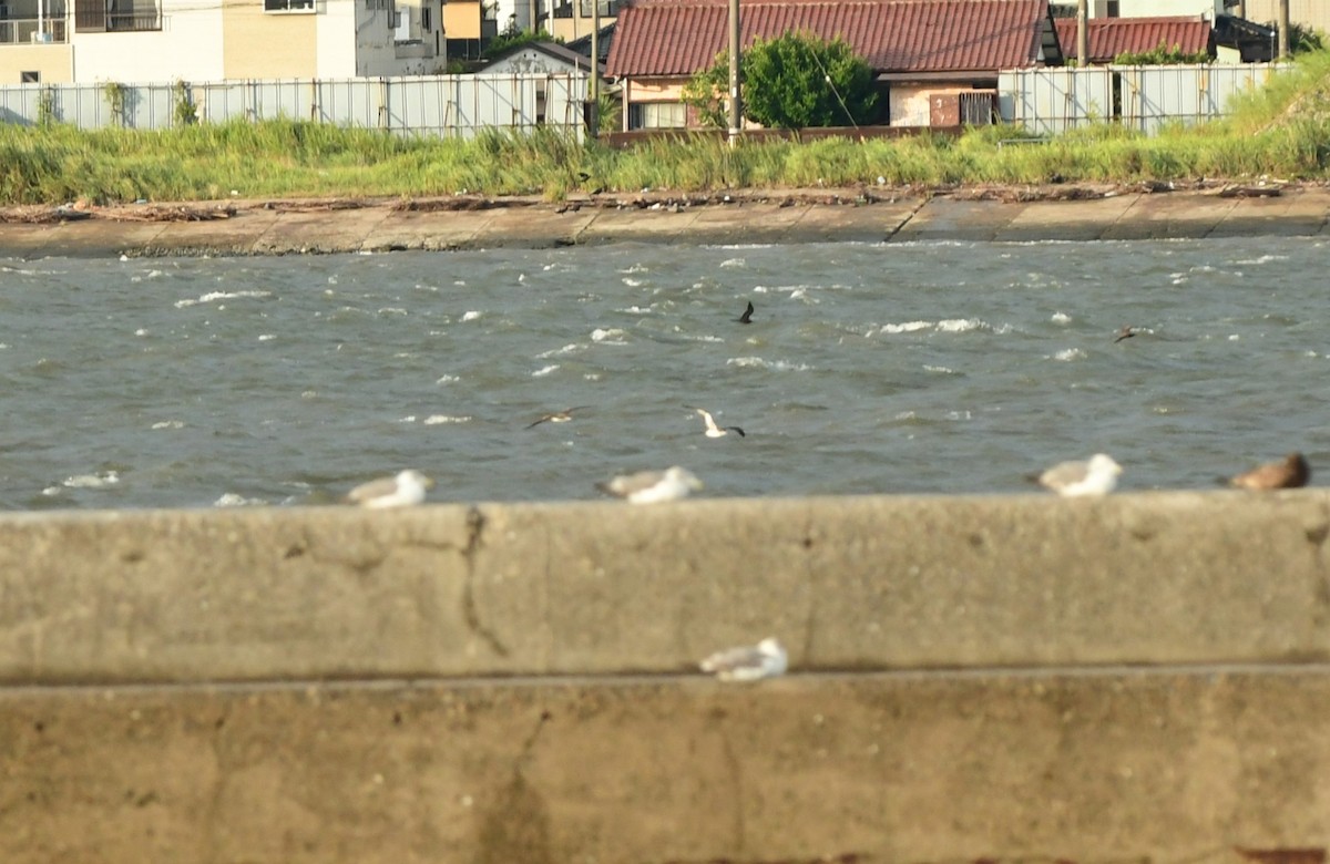 Wedge-tailed Shearwater - ML646014065