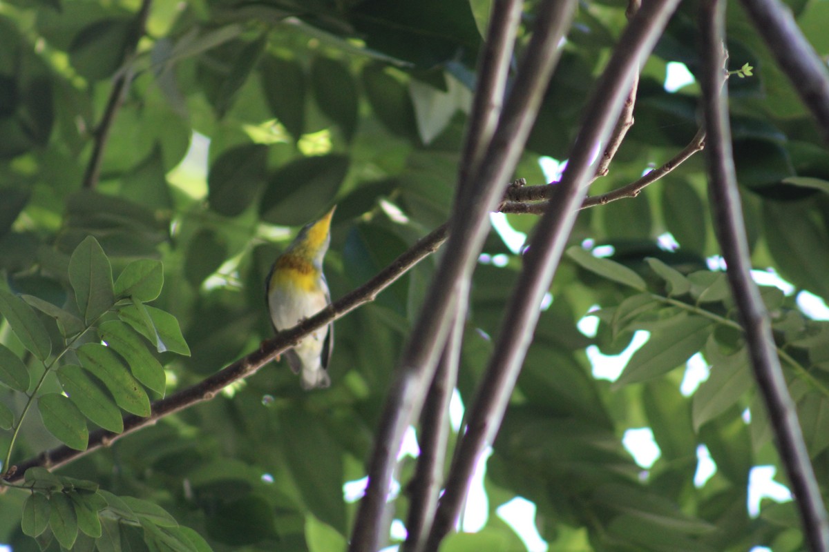 Northern Parula - ML646014066