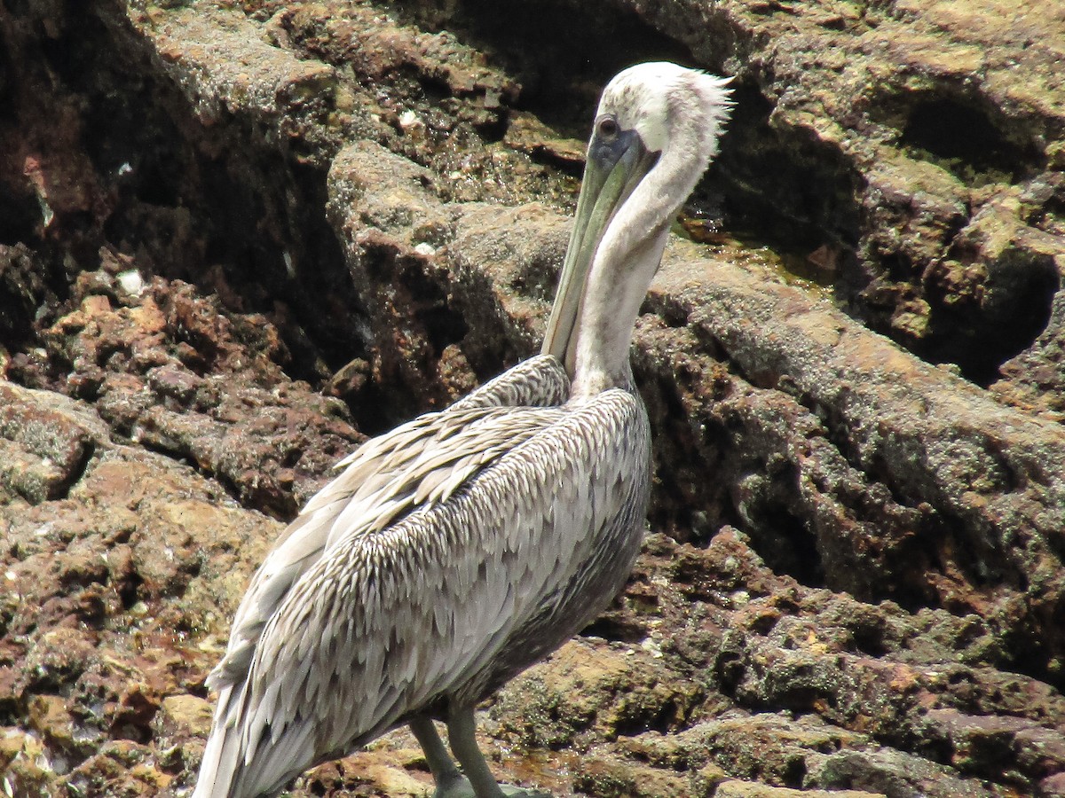 Brown Pelican - ML646014069