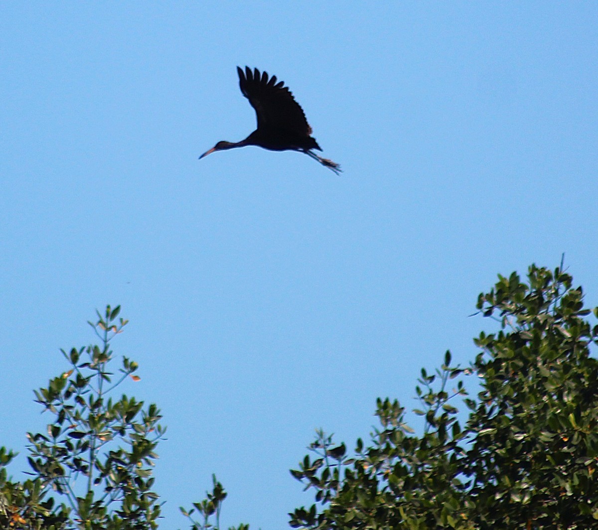 Limpkin - ML646014074