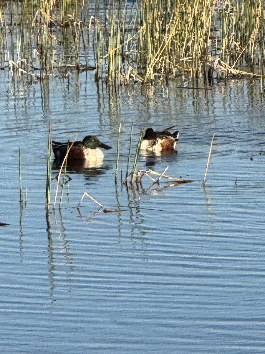 Northern Shoveler - ML646014075