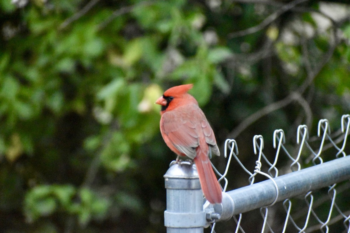 Northern Cardinal - ML646014086