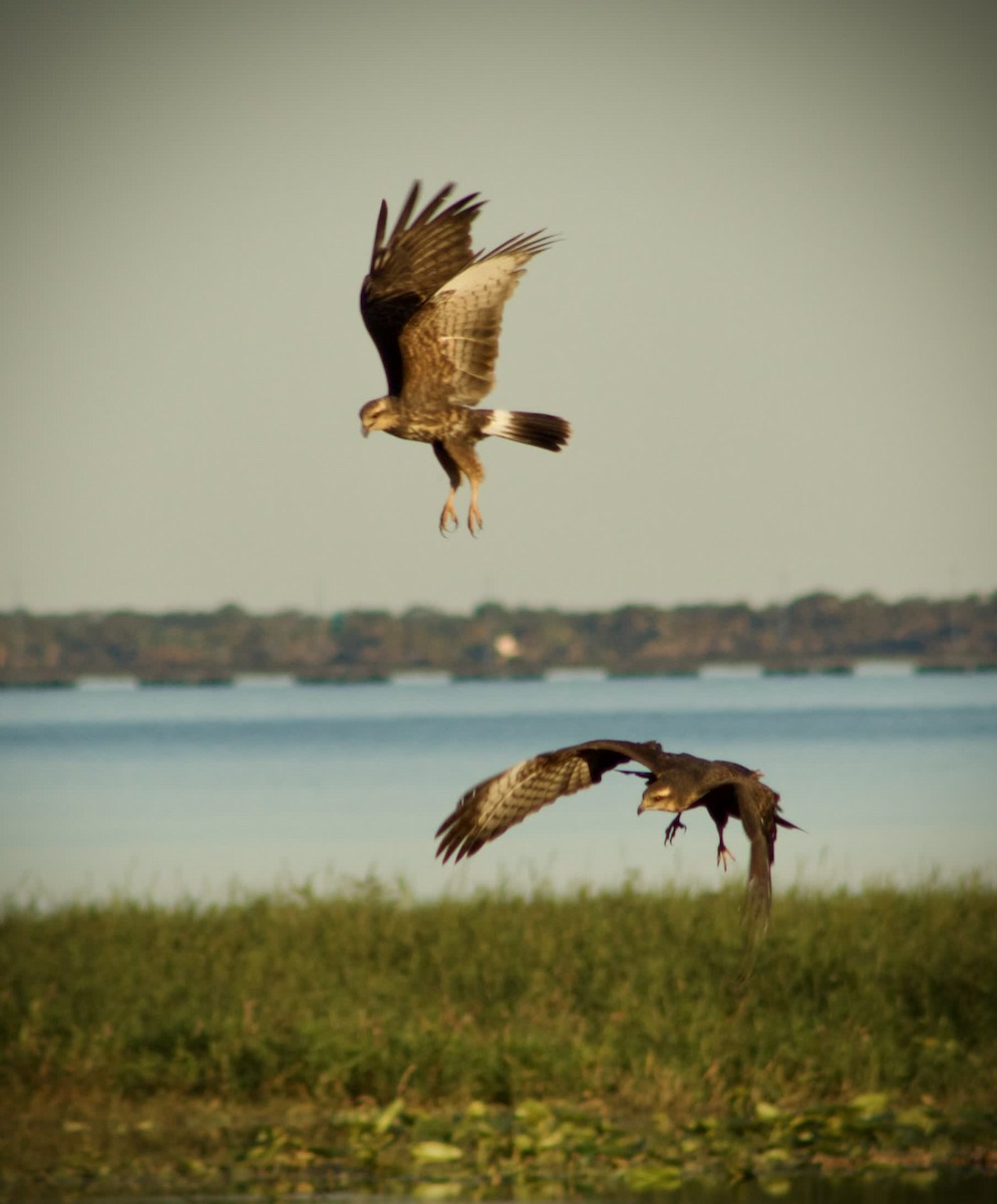 Snail Kite - ML646014089