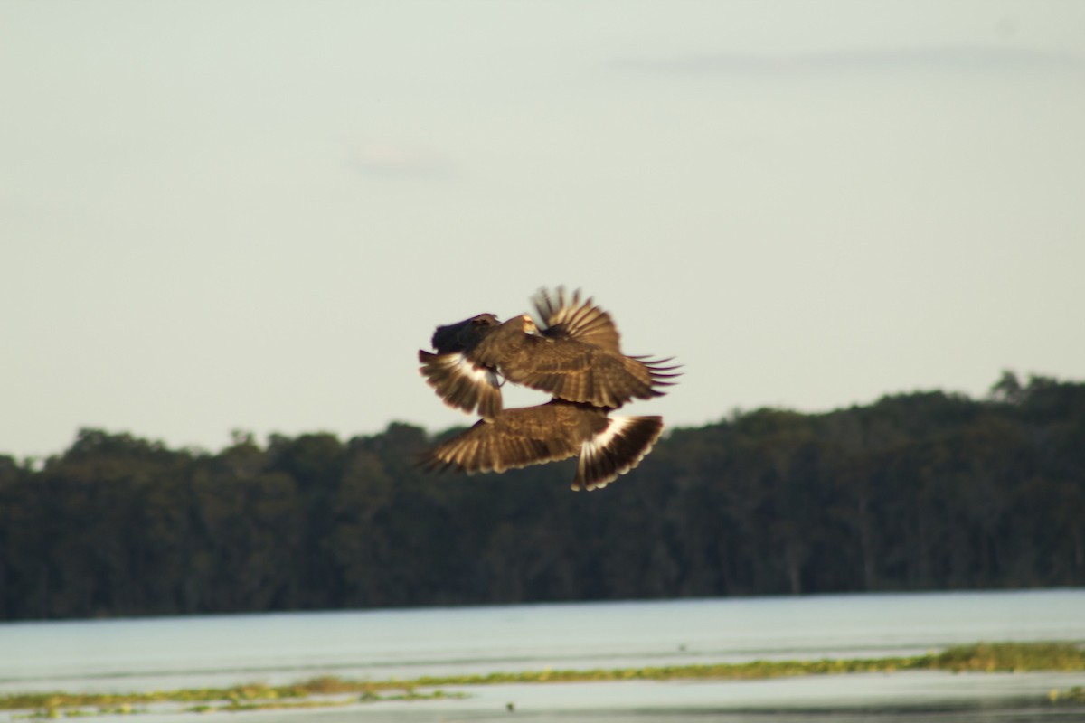 Snail Kite - ML646014090