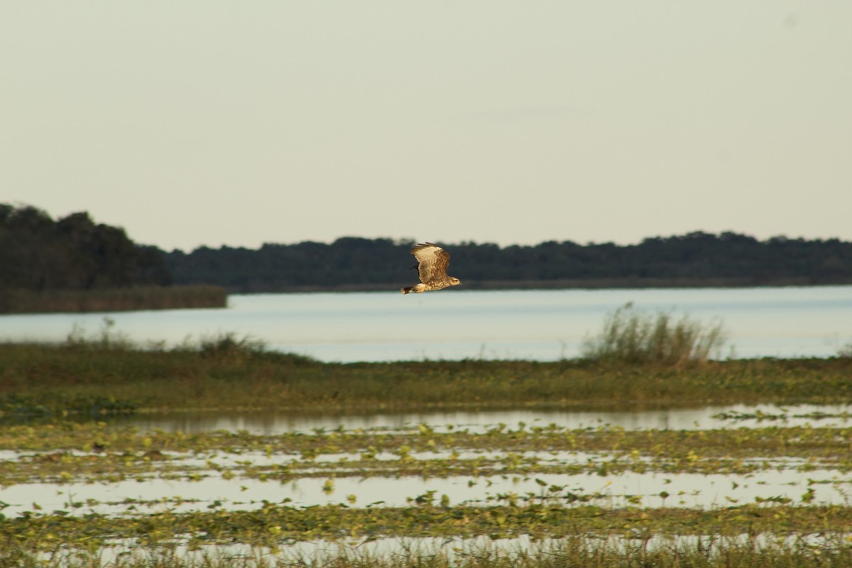 Snail Kite - ML646014091