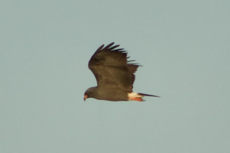 Snail Kite - ML646014092