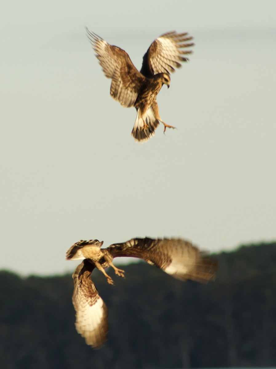 Snail Kite - ML646014094