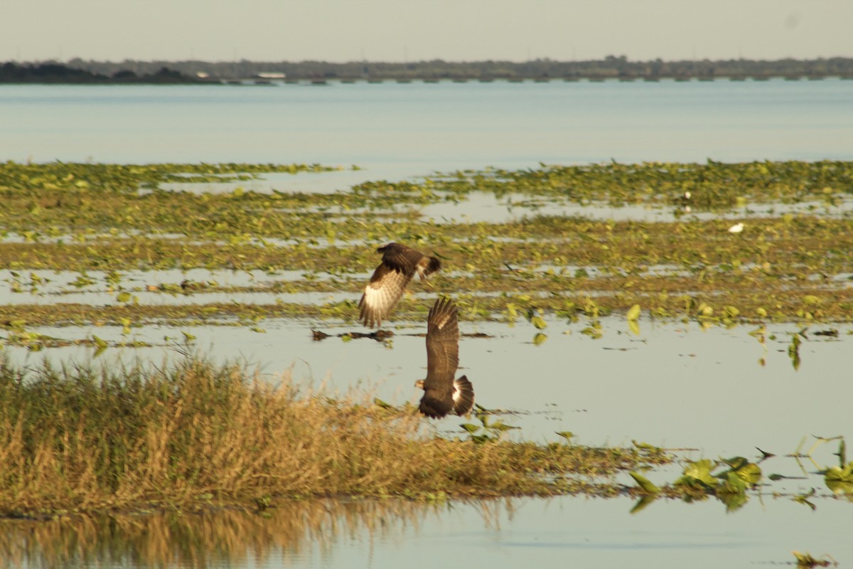 Snail Kite - ML646014096