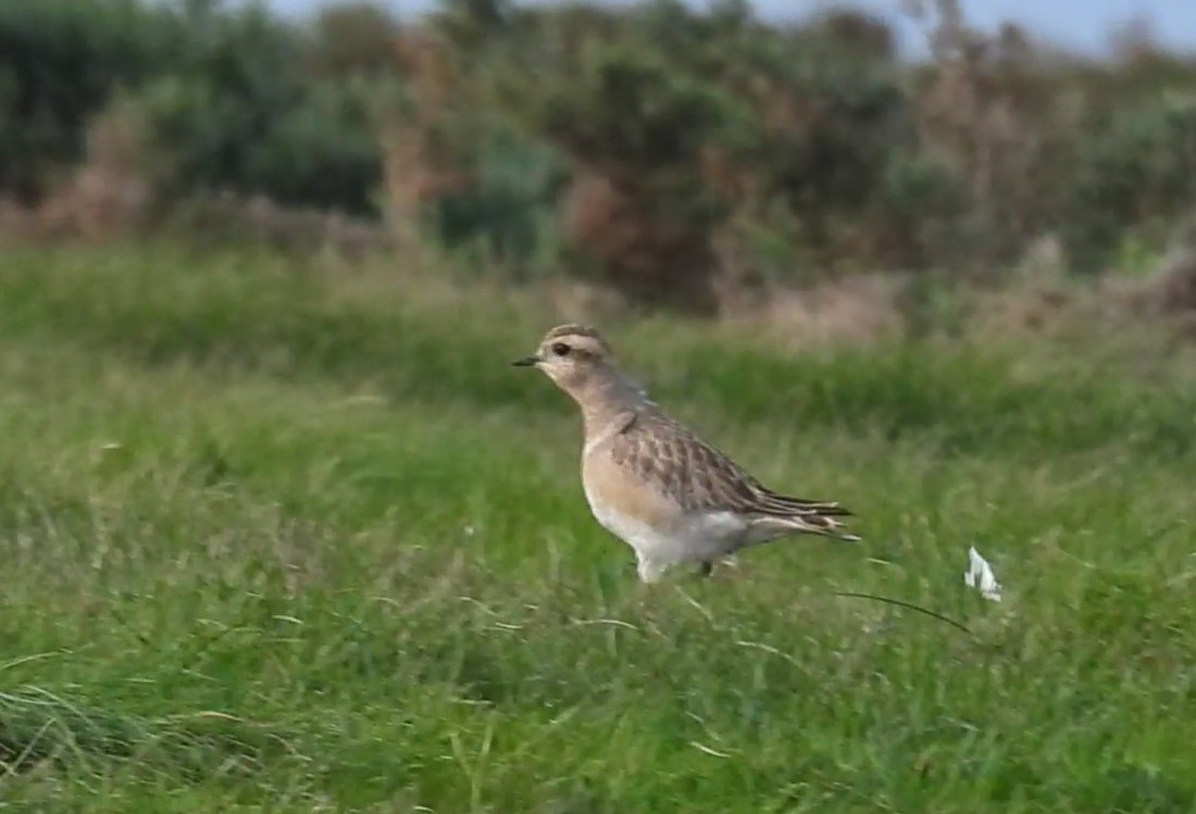 Eurasian Dotterel - ML646014100