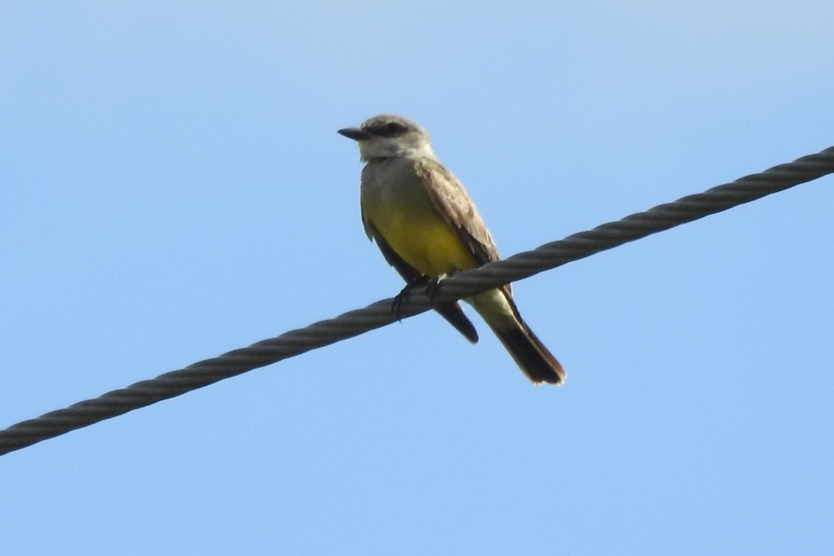 Western Kingbird - ML646014113