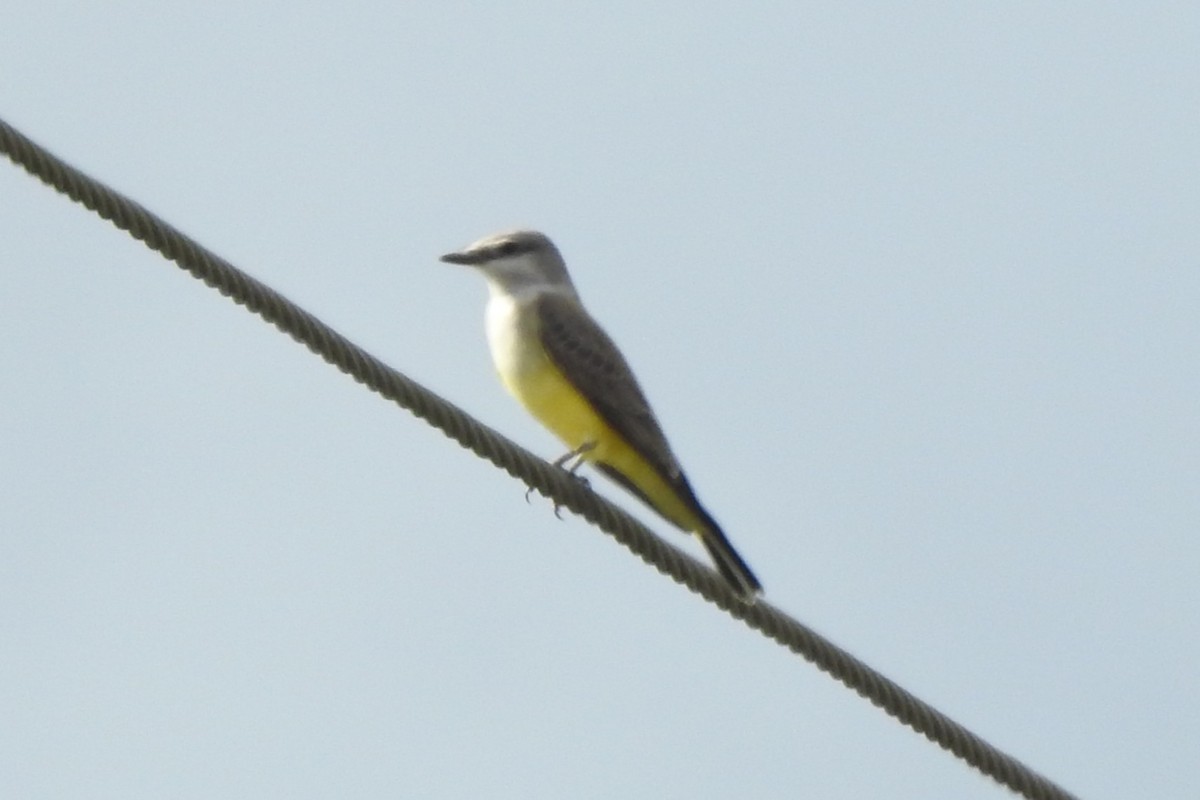Western Kingbird - ML646014114