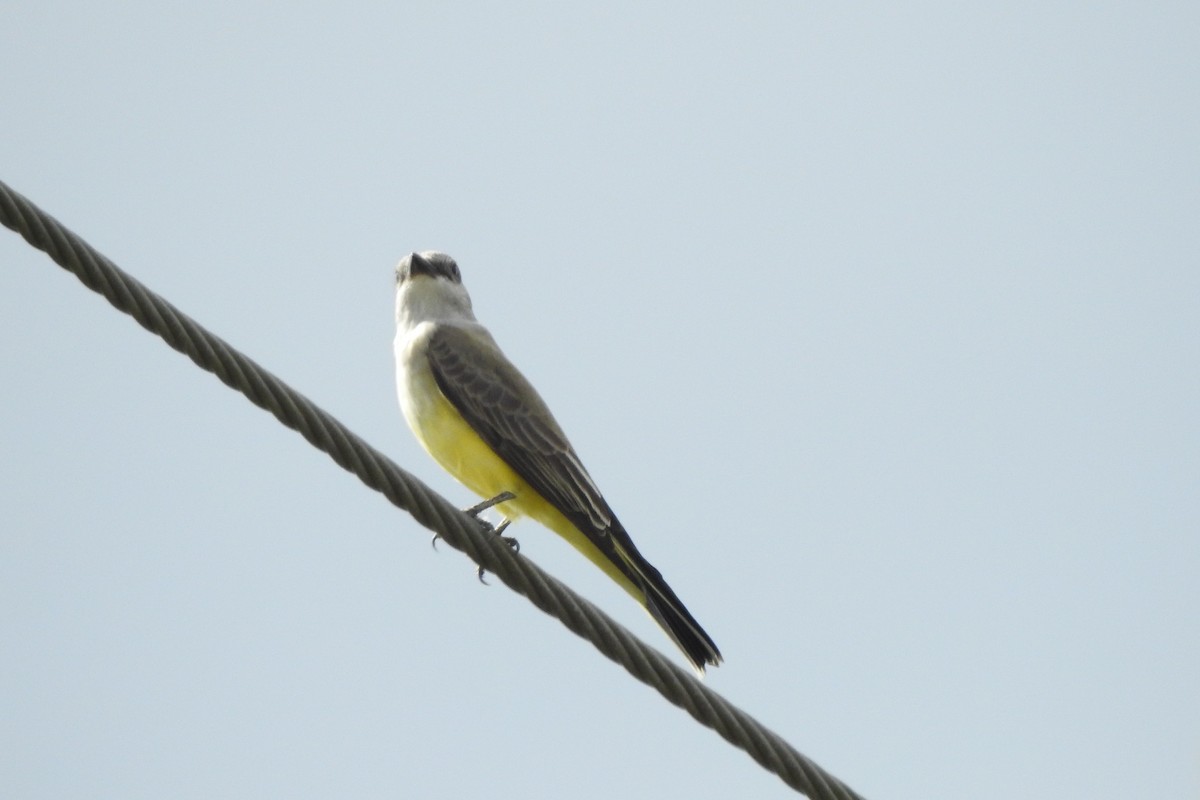Western Kingbird - ML646014115