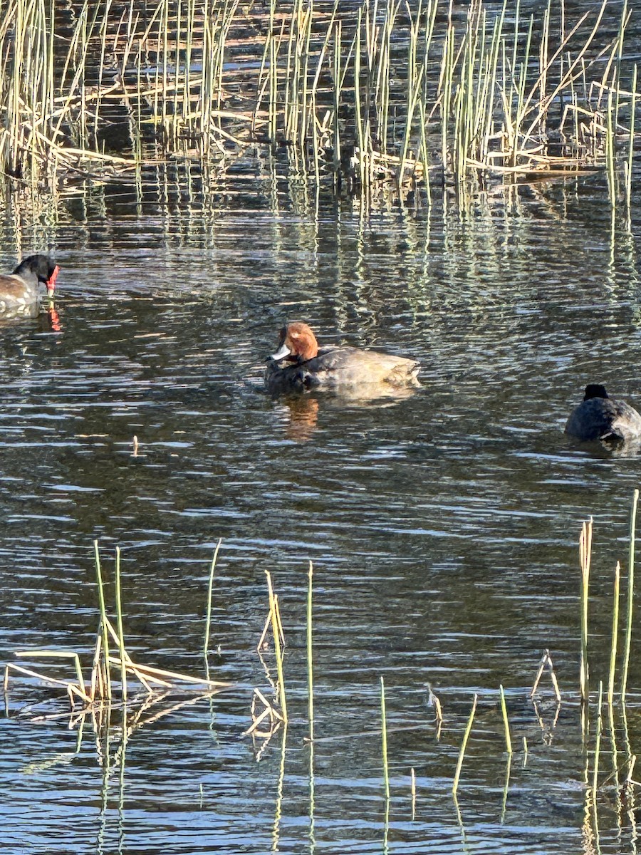 Redhead - ML646014117