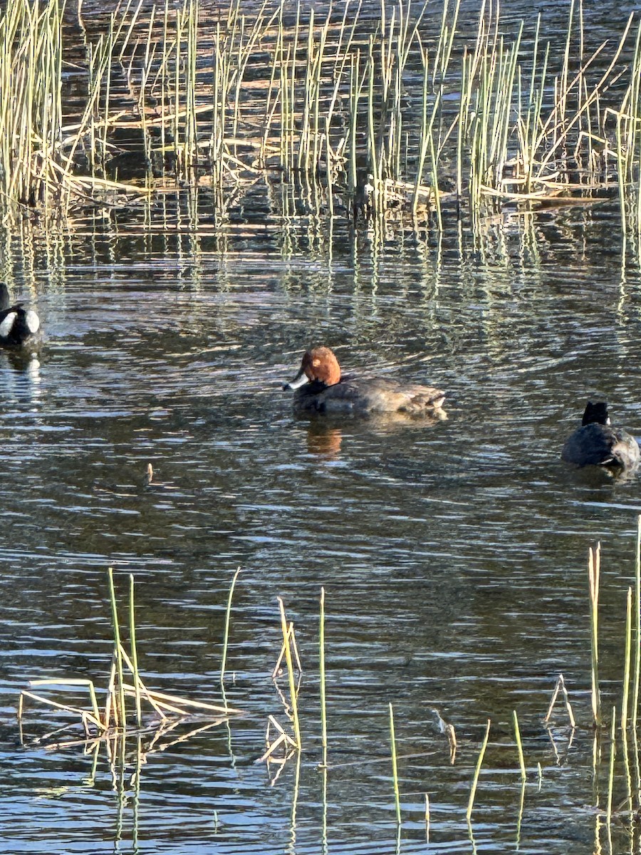 Redhead - ML646014118