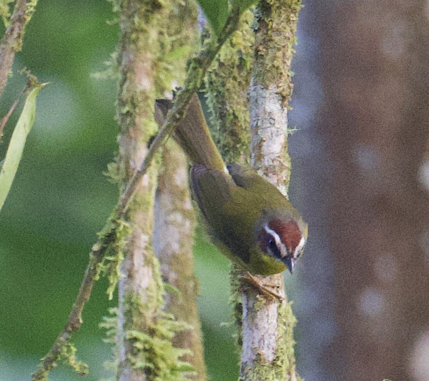 Paruline de Delattre - ML646014121