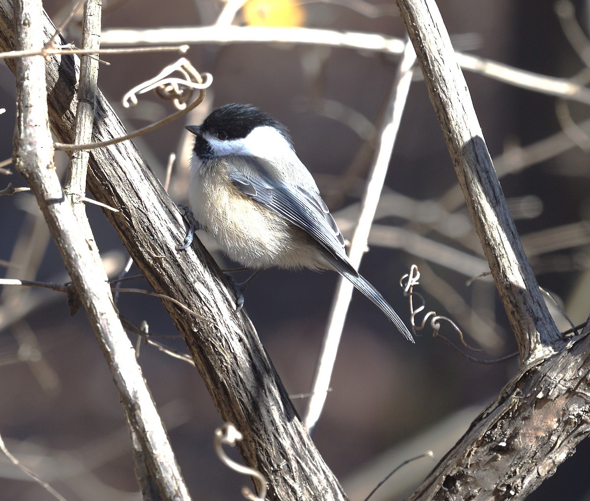 Black-capped Chickadee - ML646014122