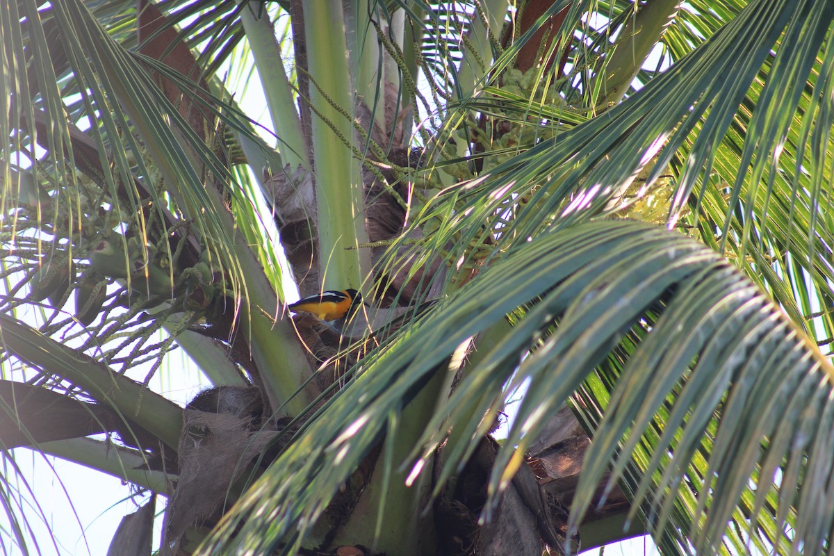 Venezuelan Troupial - ML646014127