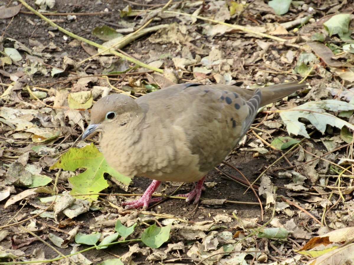 Mourning Dove - ML646014129