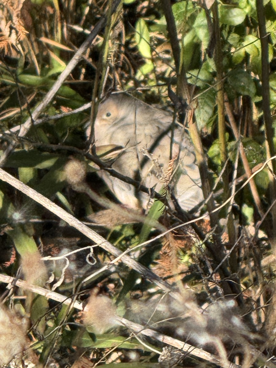 Common Ground Dove - ML646014132