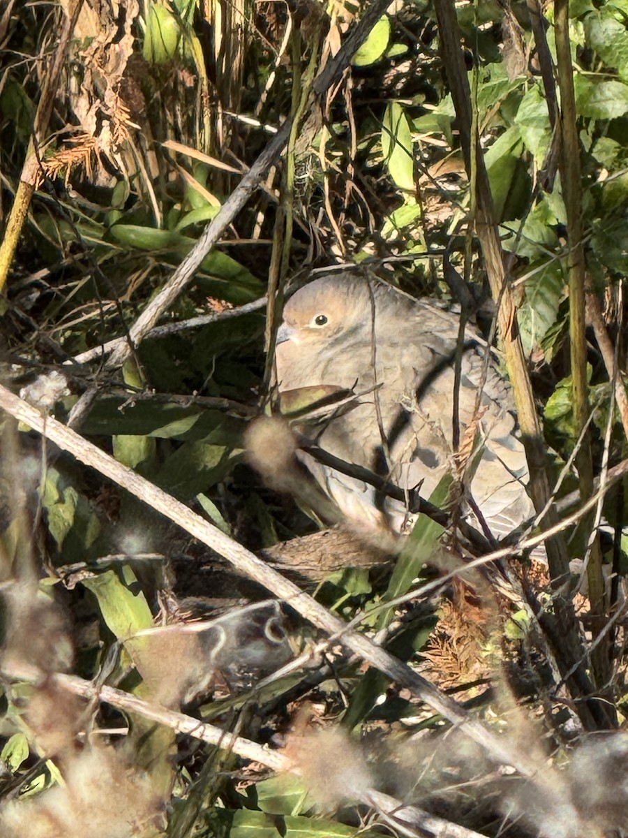 Common Ground Dove - ML646014133